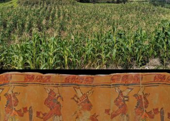 Maïs was de hoeksteen van het Maya-dieet buiten de grote steden