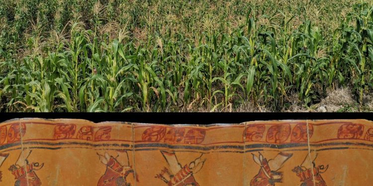 Maïs was de hoeksteen van het Maya-dieet buiten de grote steden