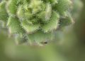 Botanici bewijzen gelijk van Charles Darwin over vleesetende plant