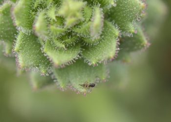 Botanici bewijzen gelijk van Charles Darwin over vleesetende plant