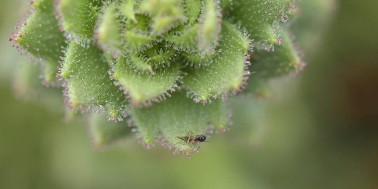 Botanici bewijzen gelijk van Charles Darwin over vleesetende plant